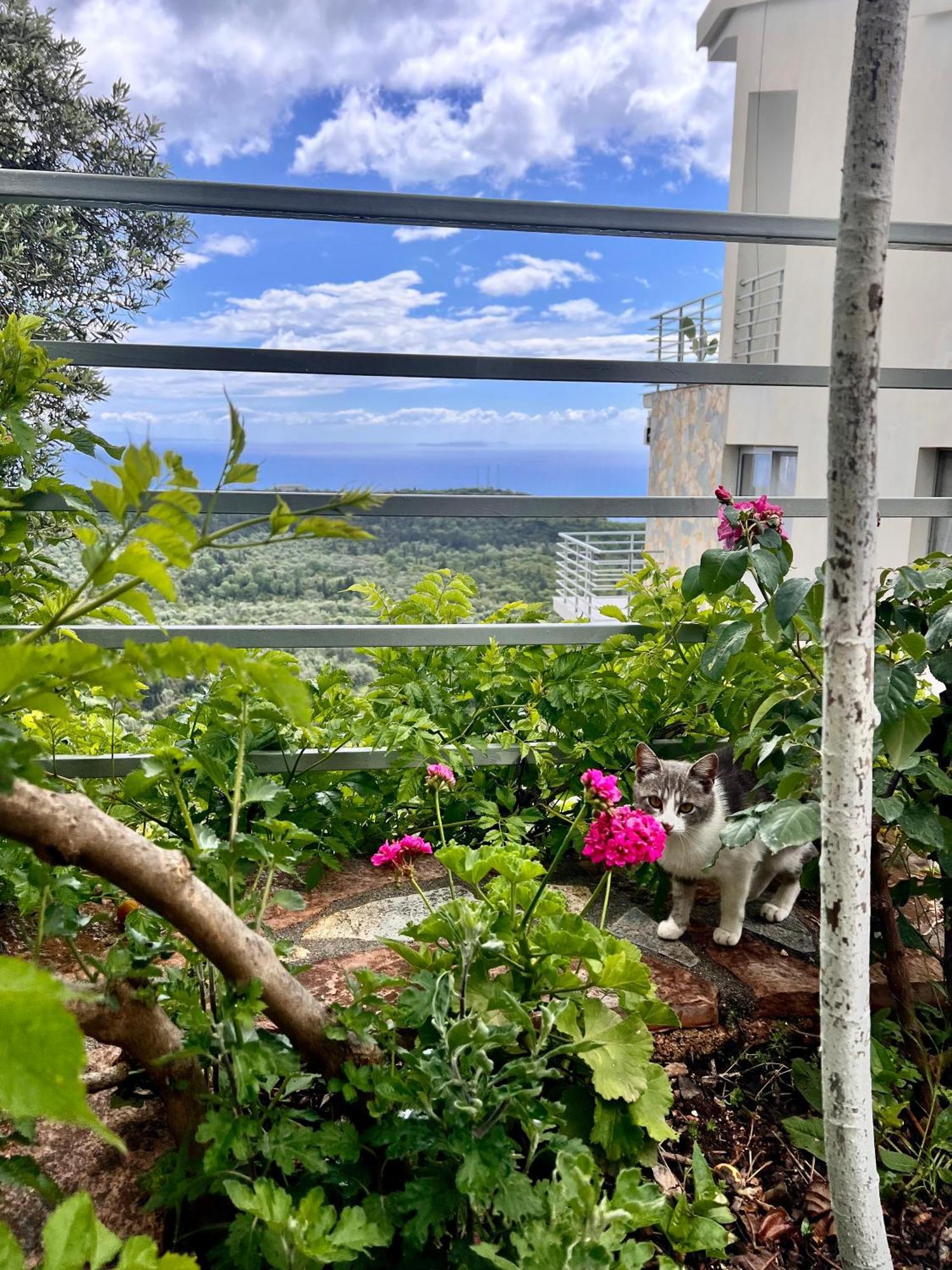 Vila Tatjana Vuno
